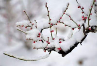 雪去春來，喜迎新一年